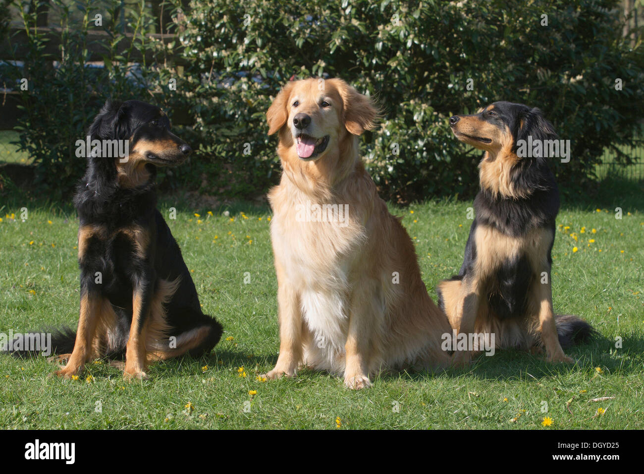 Hovawart. Three adults (black and gold and blonde) sitting on a lawn Stock Photo