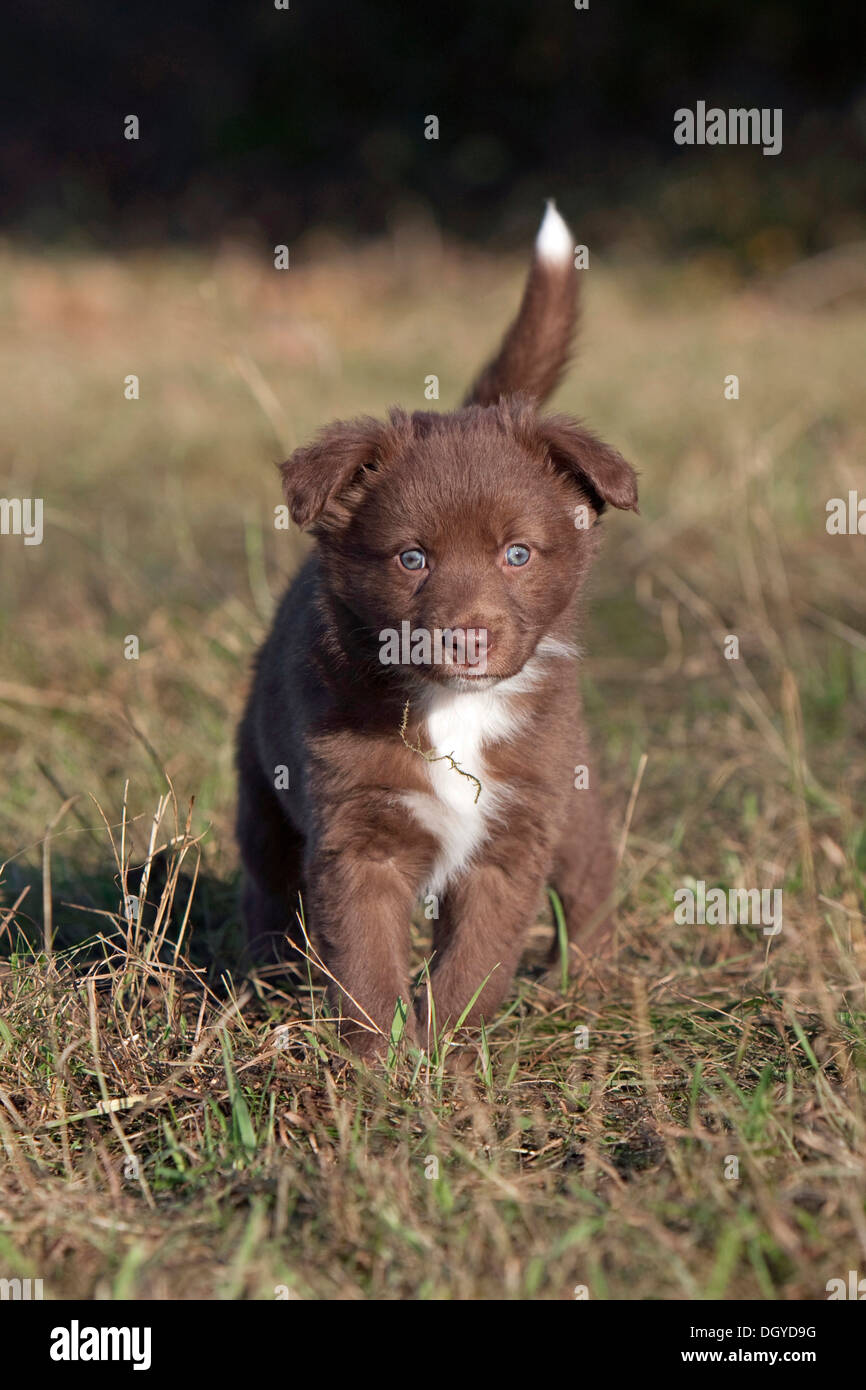 Australian Shepherd. Puppy running on a meadow Stock Photo Alamy