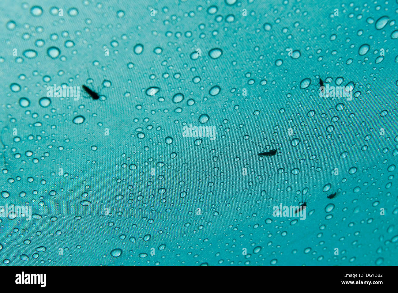 Mosquitoes and water drops on a tent, Ammassalik Peninsula, East Greenland, Greenland Stock Photo