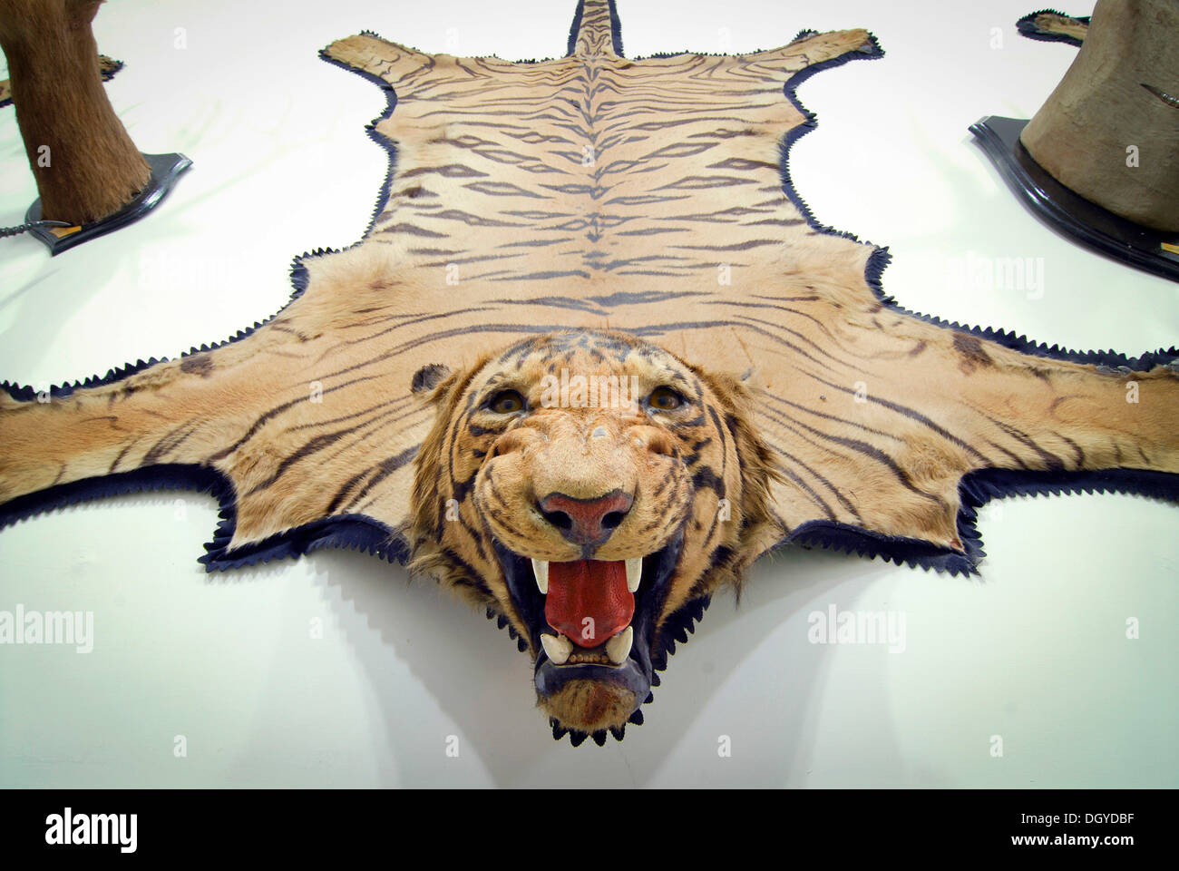 Tiger skin with tiger head, Heritage Hotel or Laxmi Niwas Palace Hotel, Bikaner, Rajasthan, North India, India, Asia Stock Photo