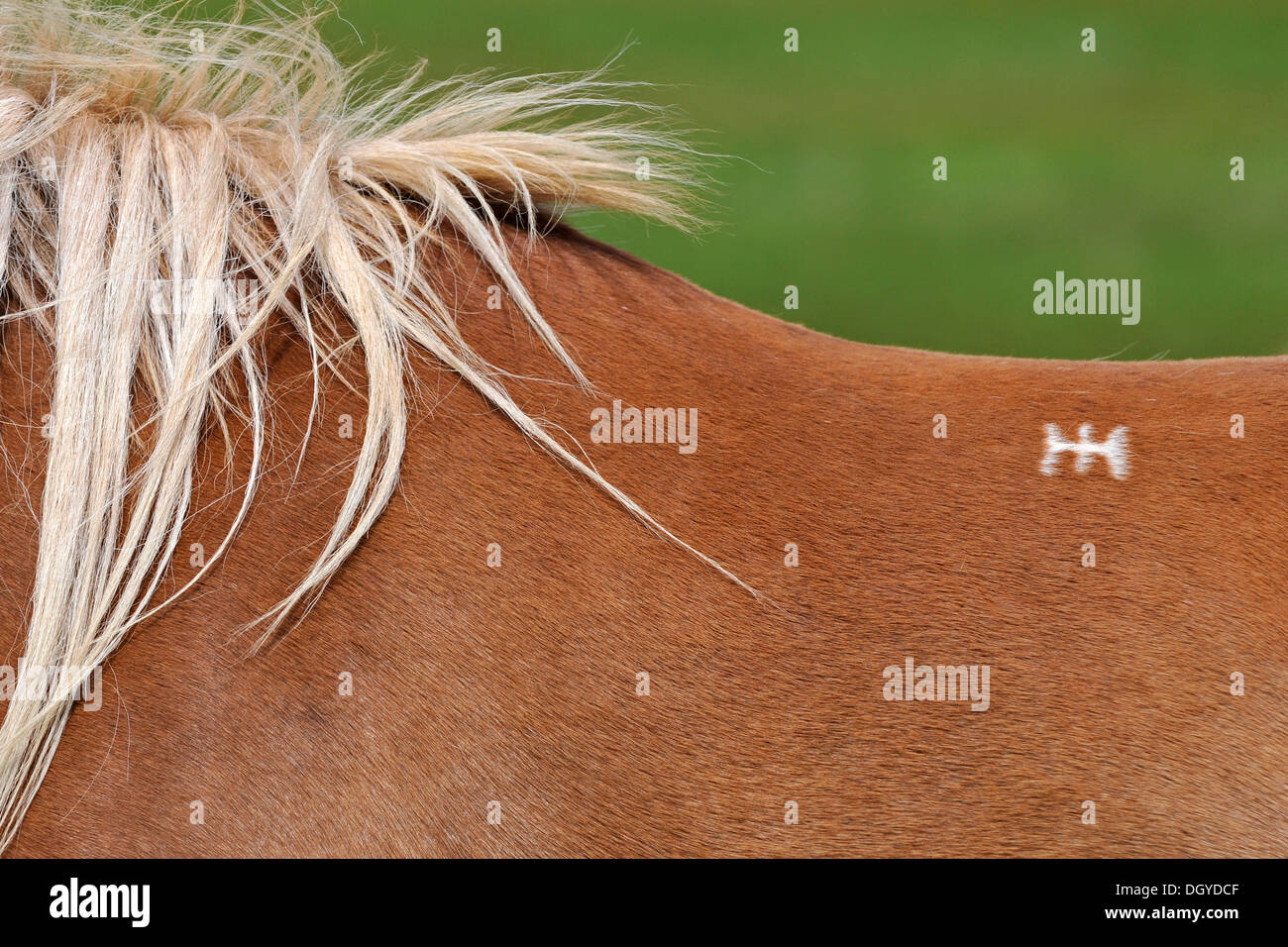 Rune marking, Icelandic Horse (Equus ferus caballus), Snaefell Peninsula or Snaefellsnes, Iceland, Europe Stock Photo