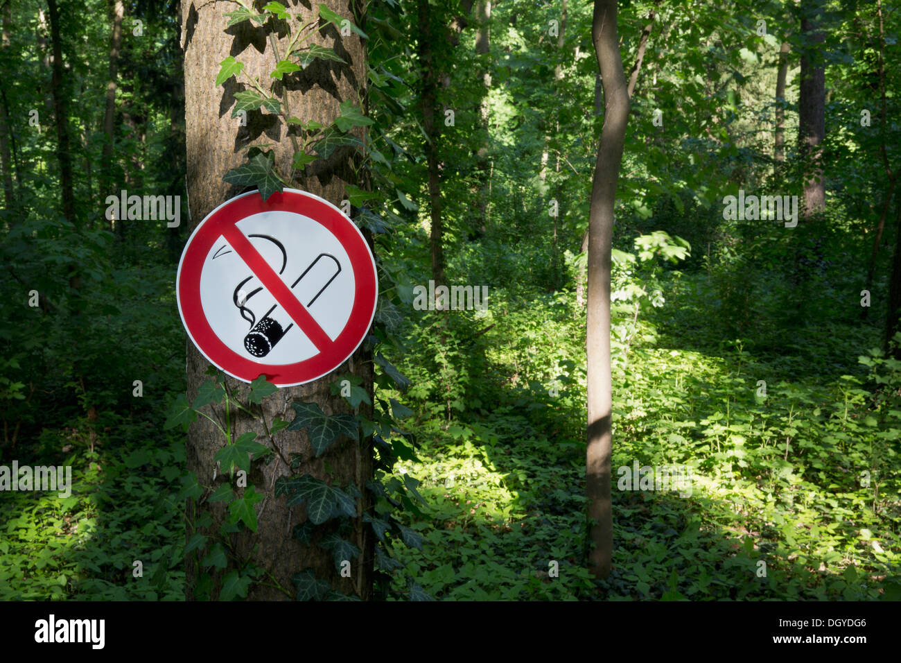A no smoking sign posted on a tree trunk in a wooded area Stock Photo