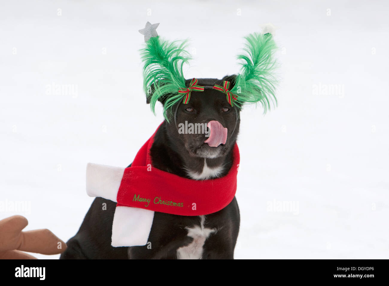 Australian Shepherd with funny hat and Christmas scarf in snow Stock Photo