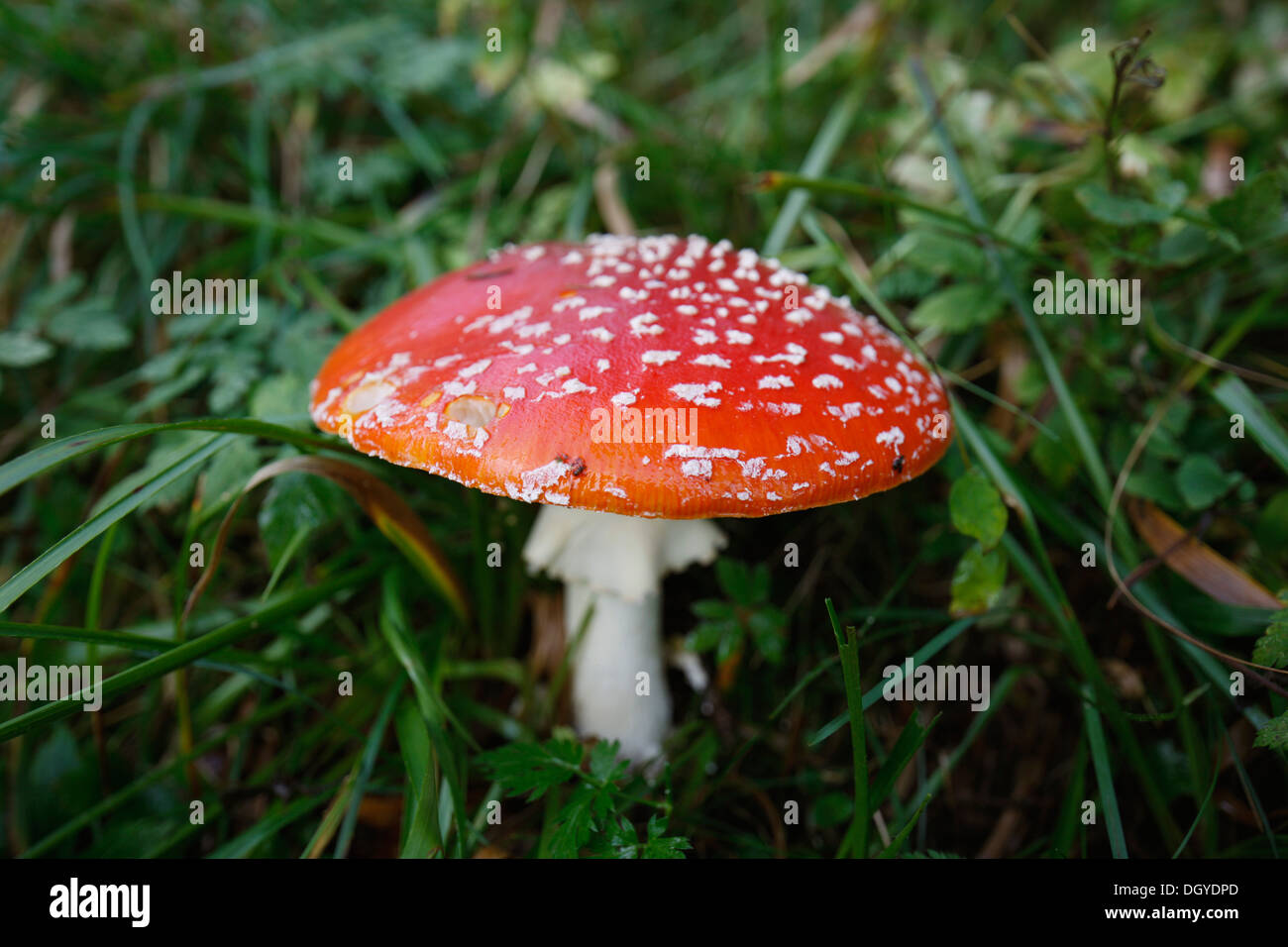 A fly agaric mushroom (Amanita muscaria) growing in grass Stock Photo