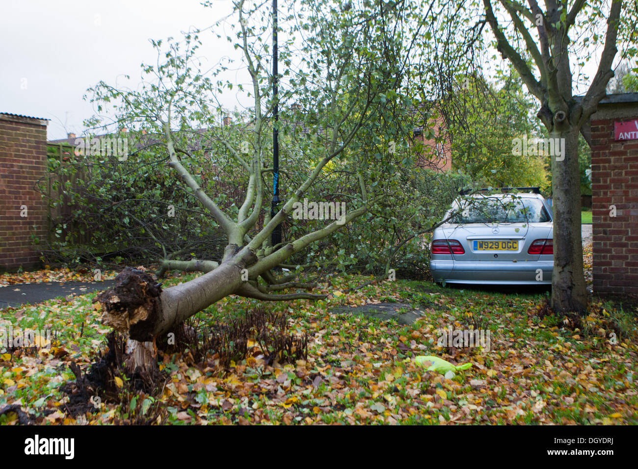 London, UK. 28th Oct, 2013. A blown down tree blocks Cheltenham Close on the Racecourse Estate in Northolt West London, following high winds from a storm that swept across Southern Britain. London, UK 28th October 2013.The storm, called St Jude, brought the windiest weather to hit the UK since 1987. Credit:  martyn wheatley/Alamy Live News Stock Photo