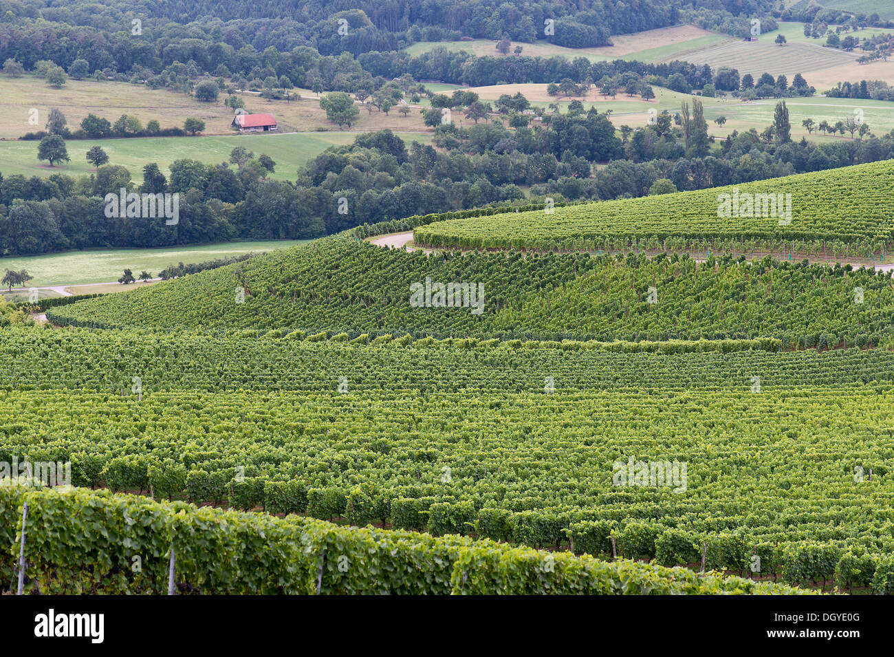 Vineyards, Michelbach, Hohenlohe region, Baden-Wuerttemberg Stock Photo