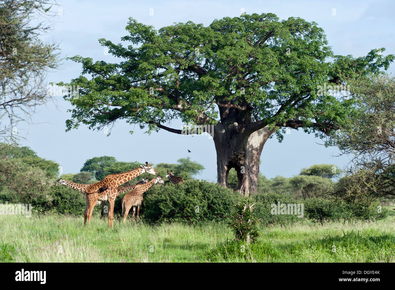 Giraffes (Giraffa camelopardalis) browsing on bushes under a Baobab tree (Adansonia digitata), Tarangire National Park, Tanzania Stock Photo