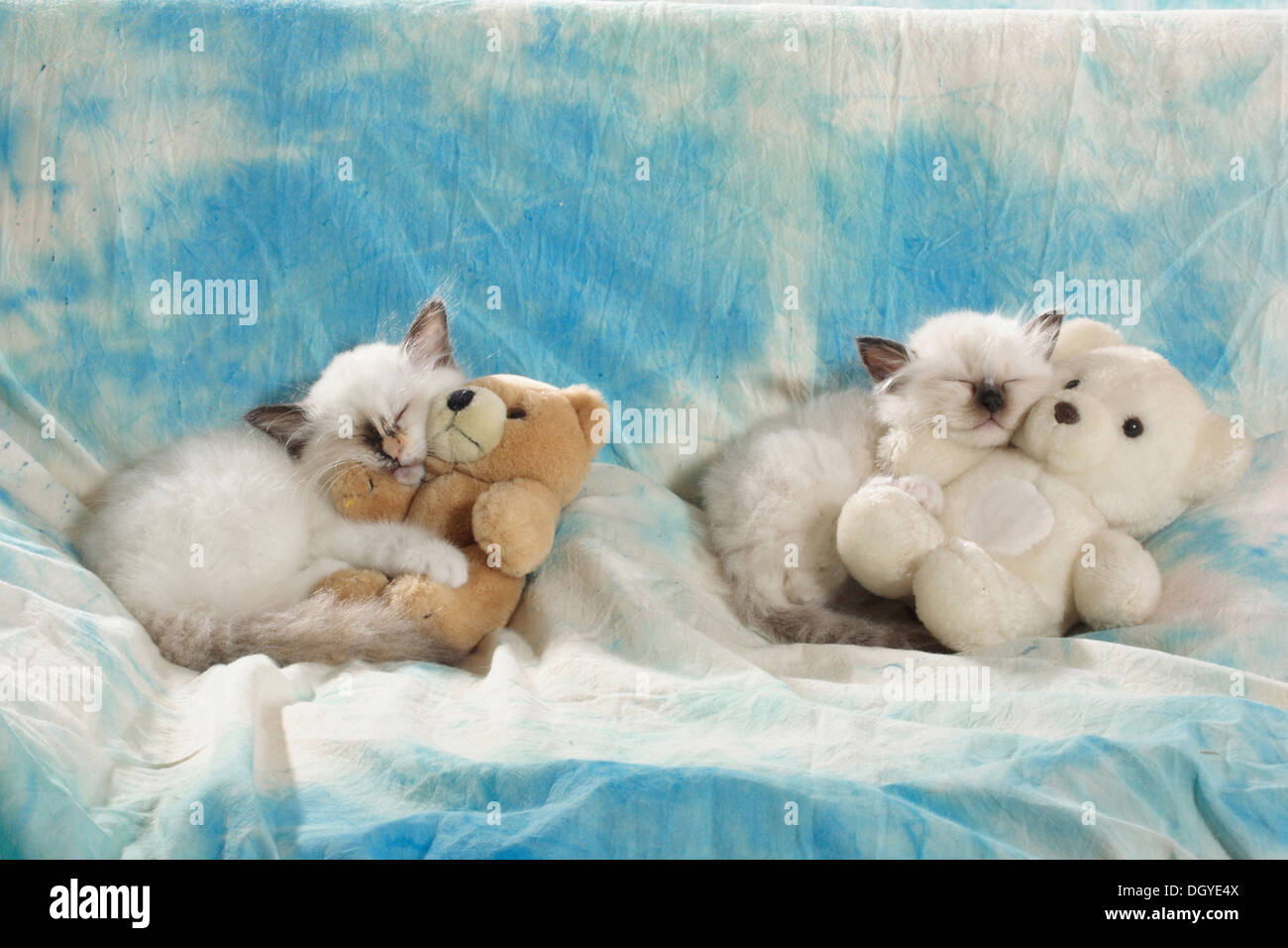 cat teddy bears