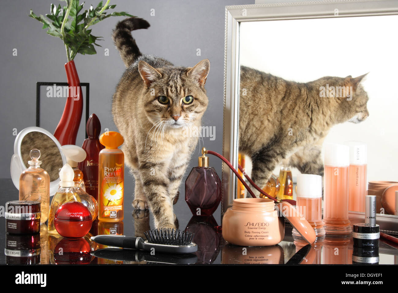 Domestic Cat Tabby Adult Walking Over A Makeup Stand Stock Photo Alamy