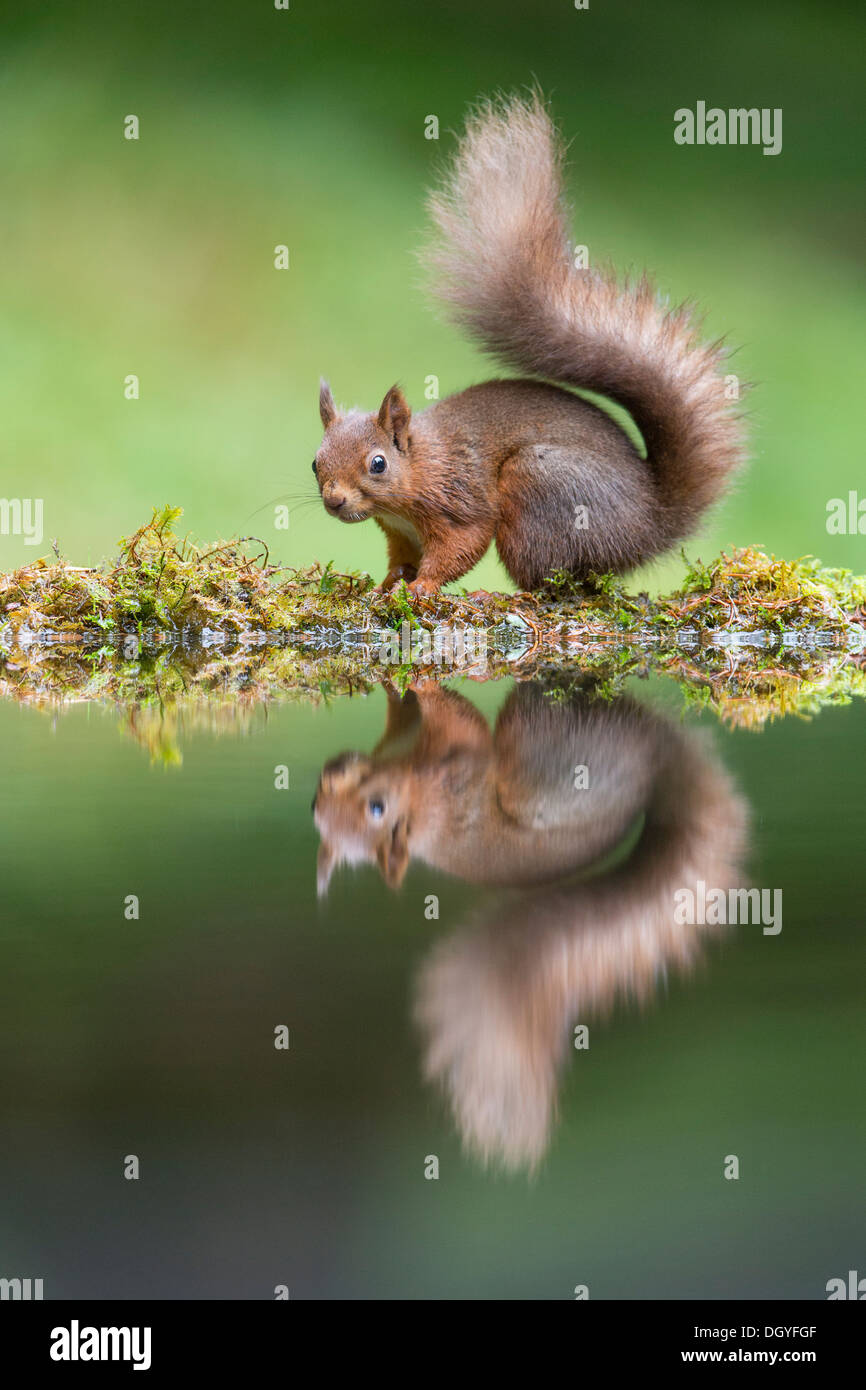Red Squirrel (Sciurus vulgaris)  stood at waters edge creating reflected image. Yorkshire Dales, North Yorkshire, England, UK. Stock Photo