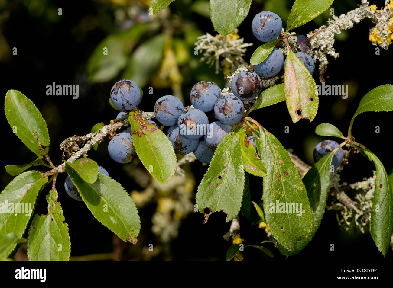 Are Blackthorn Berries Poisonous To Dogs