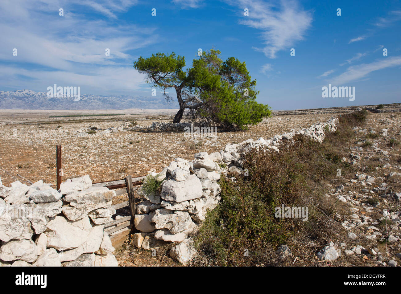 Karst landscape with a natural stone wall and a tree near Povljana, Pag Island, Adriatic Sea, Gulf of Kvarner, Croatia, Europe Stock Photo