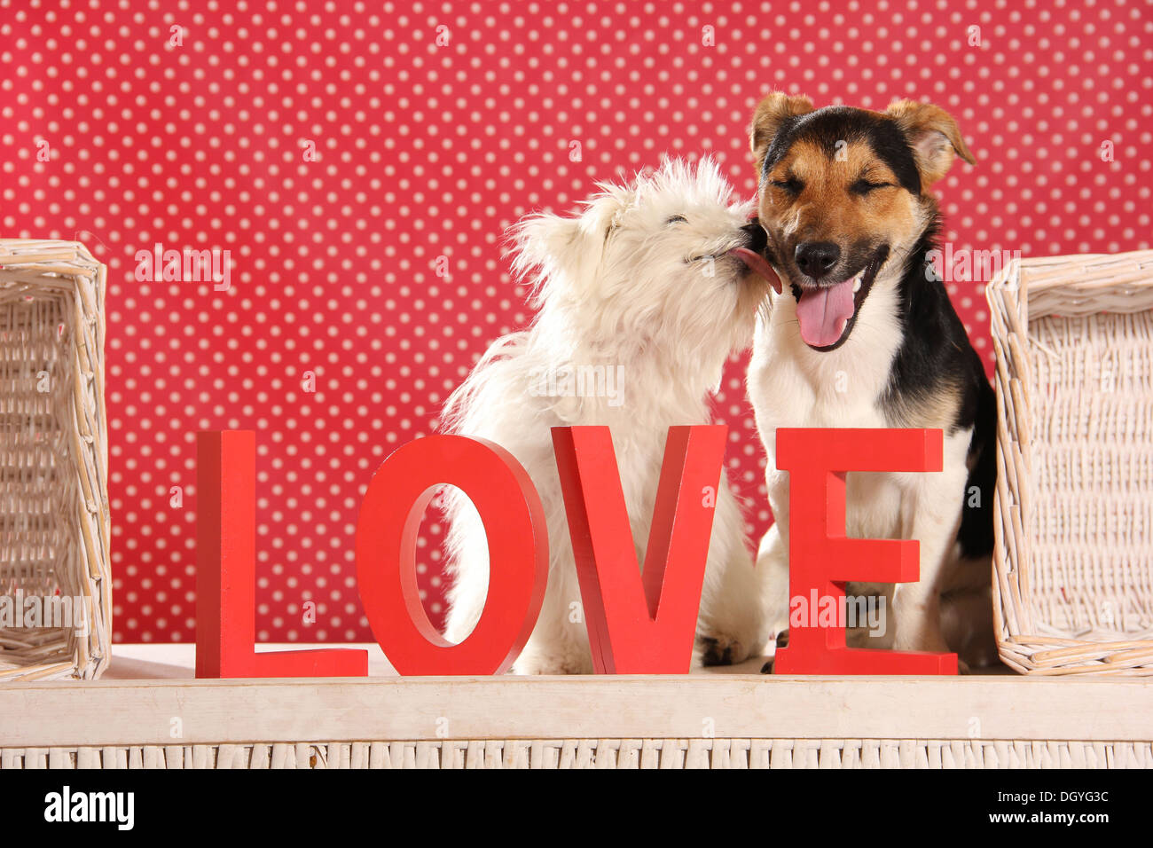 Jack lick love n russell terrier