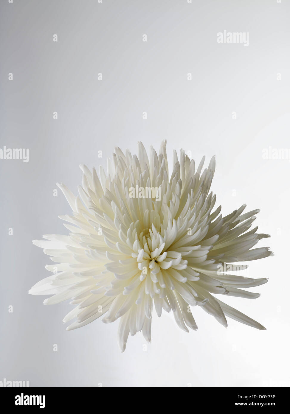 A white Chrysanthemum, close-up Stock Photo