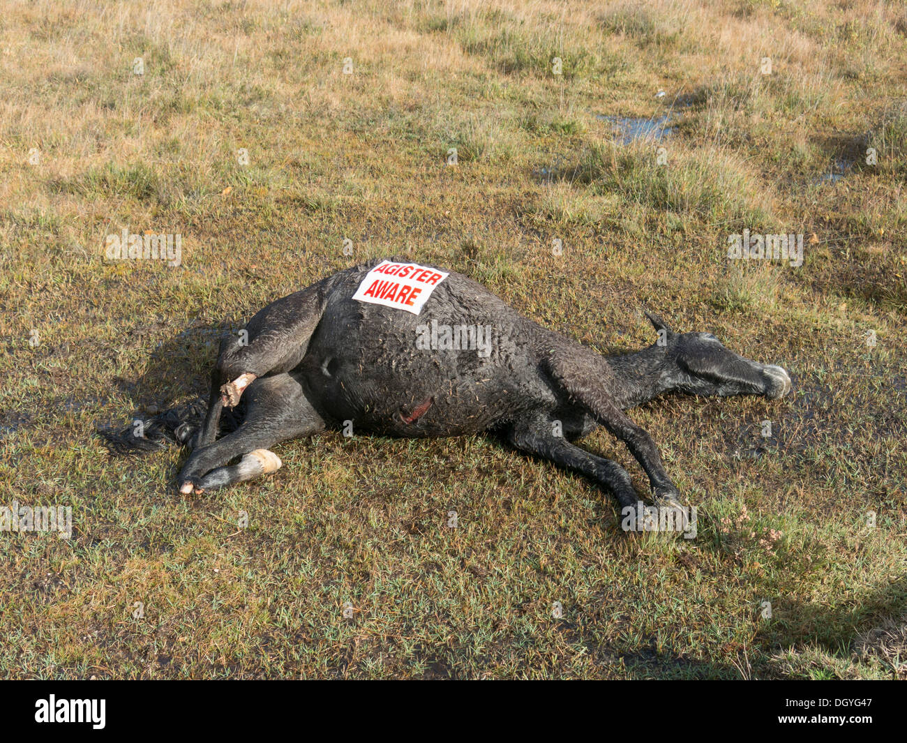 New Forest Pony lying dead by the side of the road after being hit by a vehicle Stock Photo