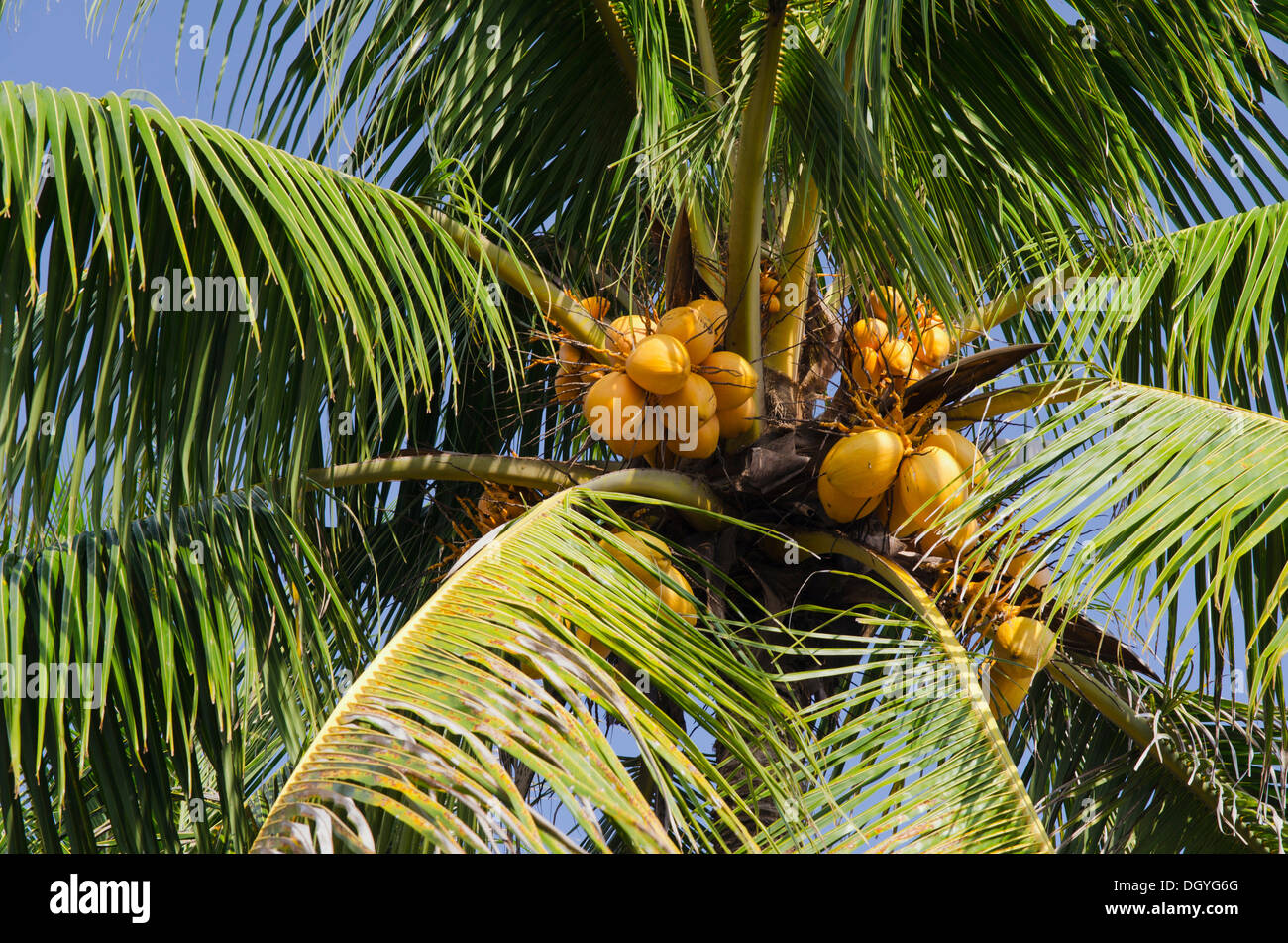 Coconuts on a Coconut Palm (Cocos nucifera), Candi Dasa, Bali, Indonesia Stock Photo