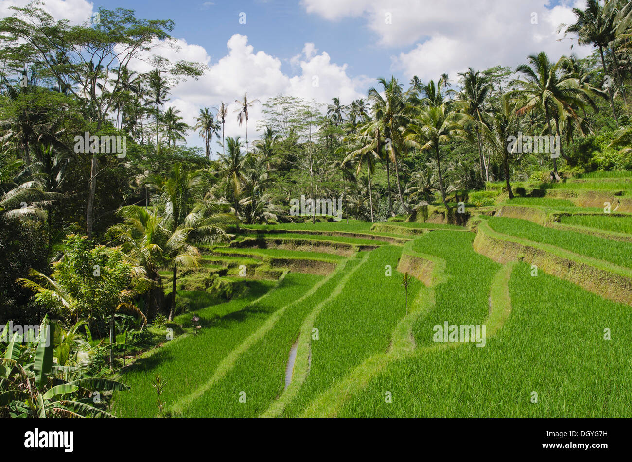 Rice terrace landscape with coconut trees, bei Gunung Kawi, Tampaksiring, Bali, Indonesia Stock Photo