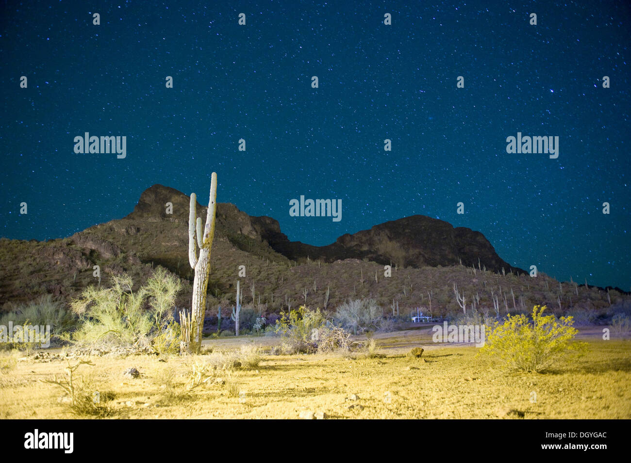 Starry night over cactus filled desert in Tucson, Arizona, USA Stock ...