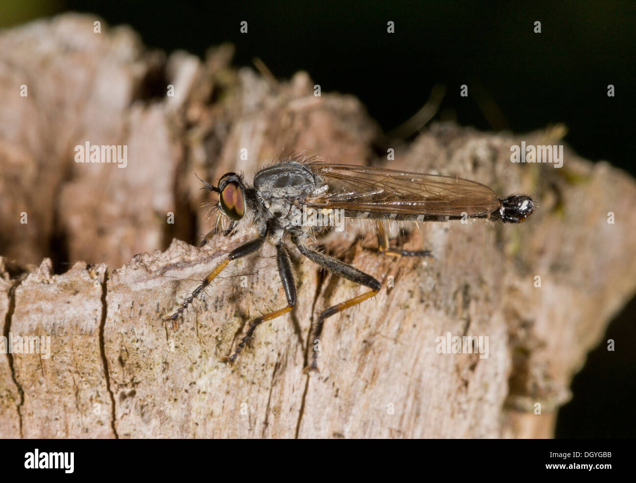 Common Awl Robber-fly, Neoitamus cyanurus Stock Photo