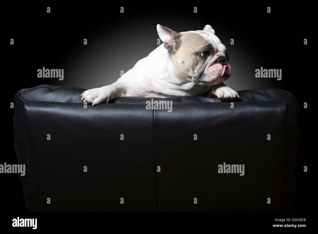 French Bulldog in a director's chair Stock Photo