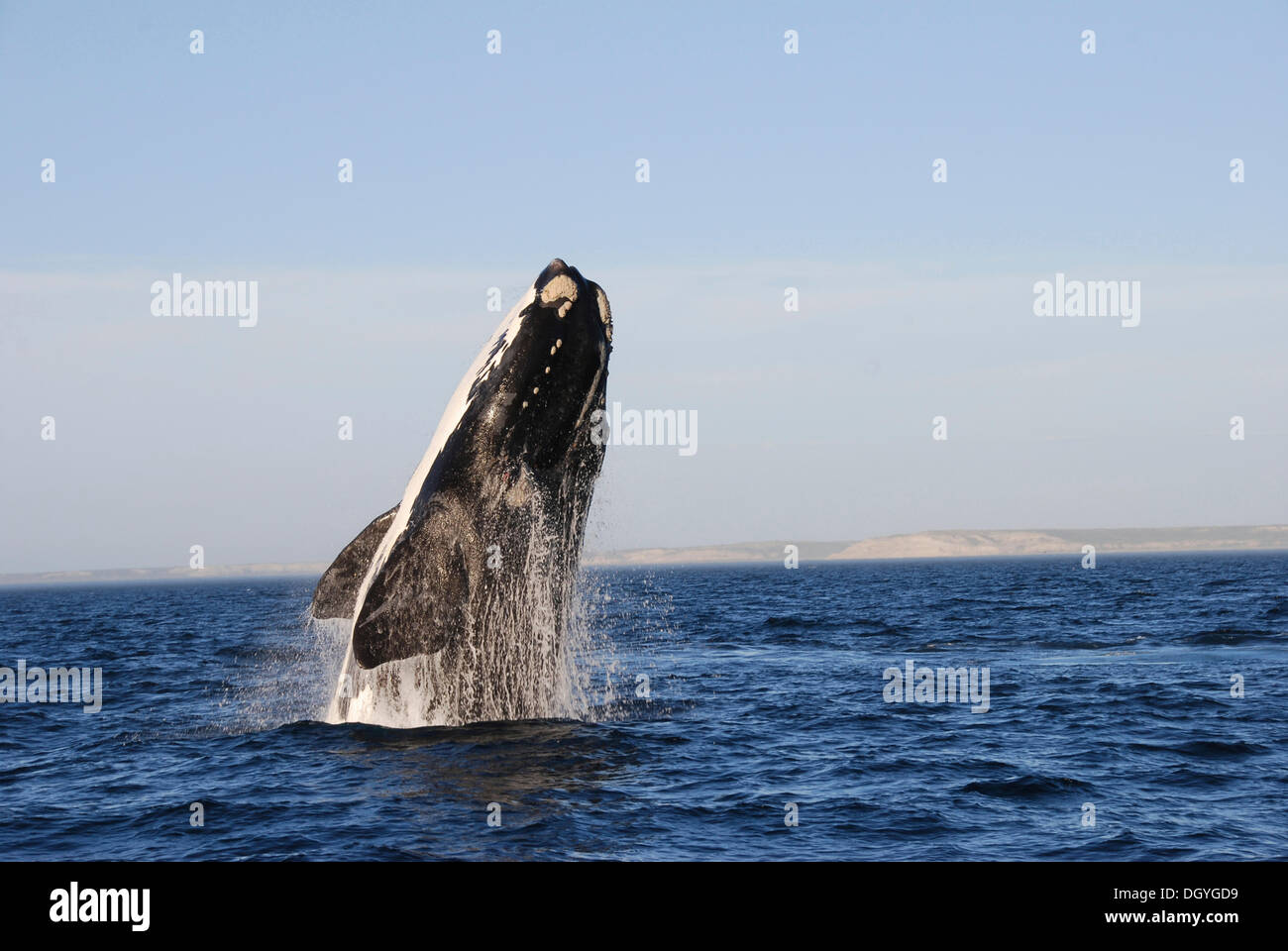 Northern right whale hi-res stock photography and images - Alamy