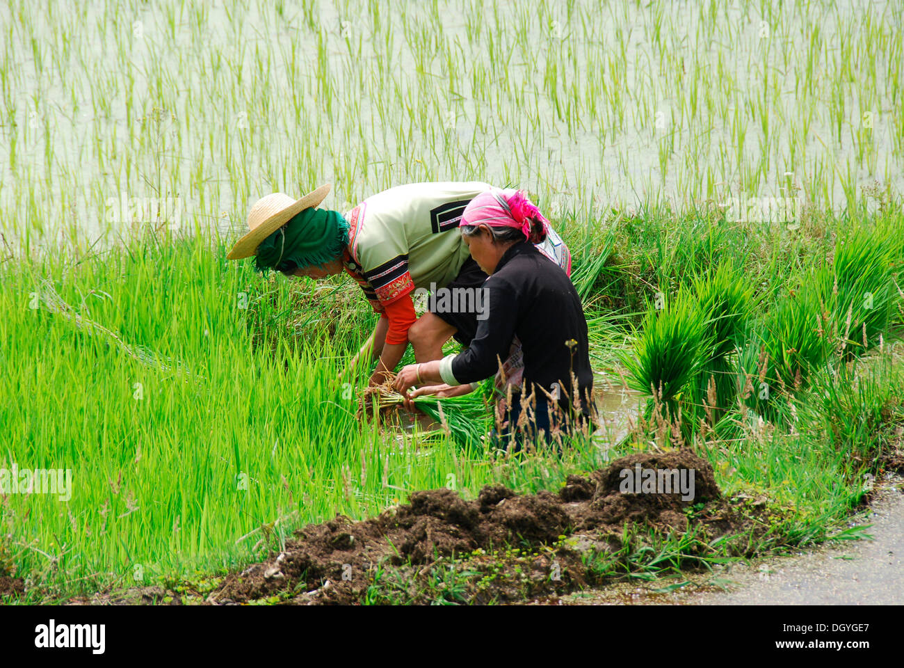 Women working in a rice field, Yuanyang, Yunnan, southwest China, Asia Stock Photo
