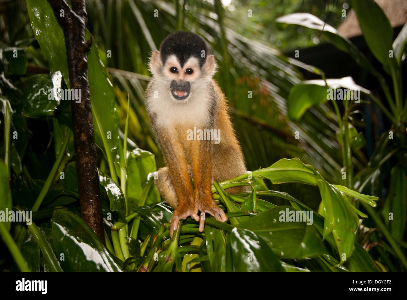 Central American Squirrel Monkey, also called Mono Titi (Saimiri oerstedii), highly endangered species Stock Photo