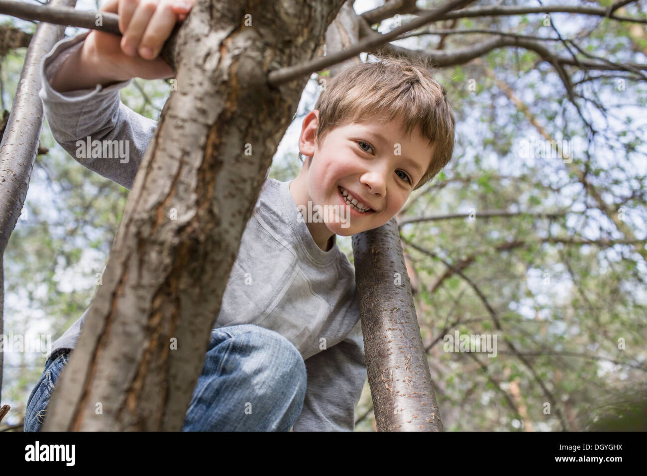 A young cheerful boy climbing a tree Stock Photo