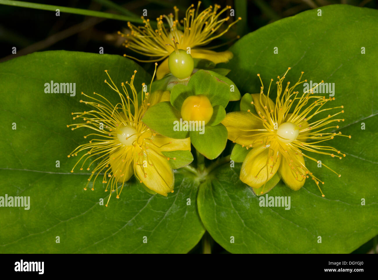 Tutsan, Hypericum androsaemum in flower. Old woodland, New Forest ...