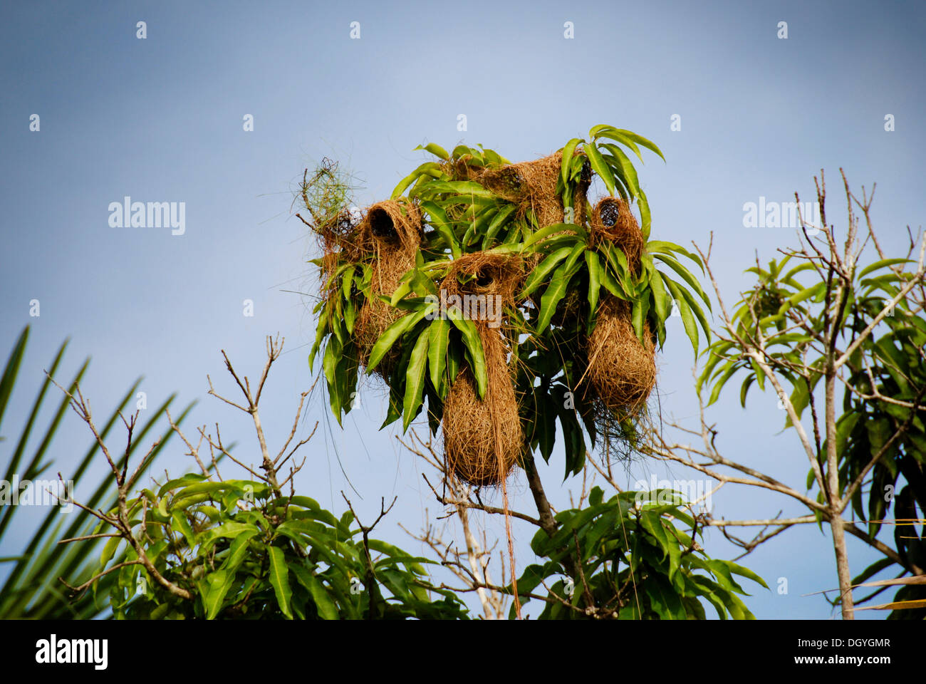 Parrots' nests, Orinoco Delta, East Venezuela, South America Stock Photo