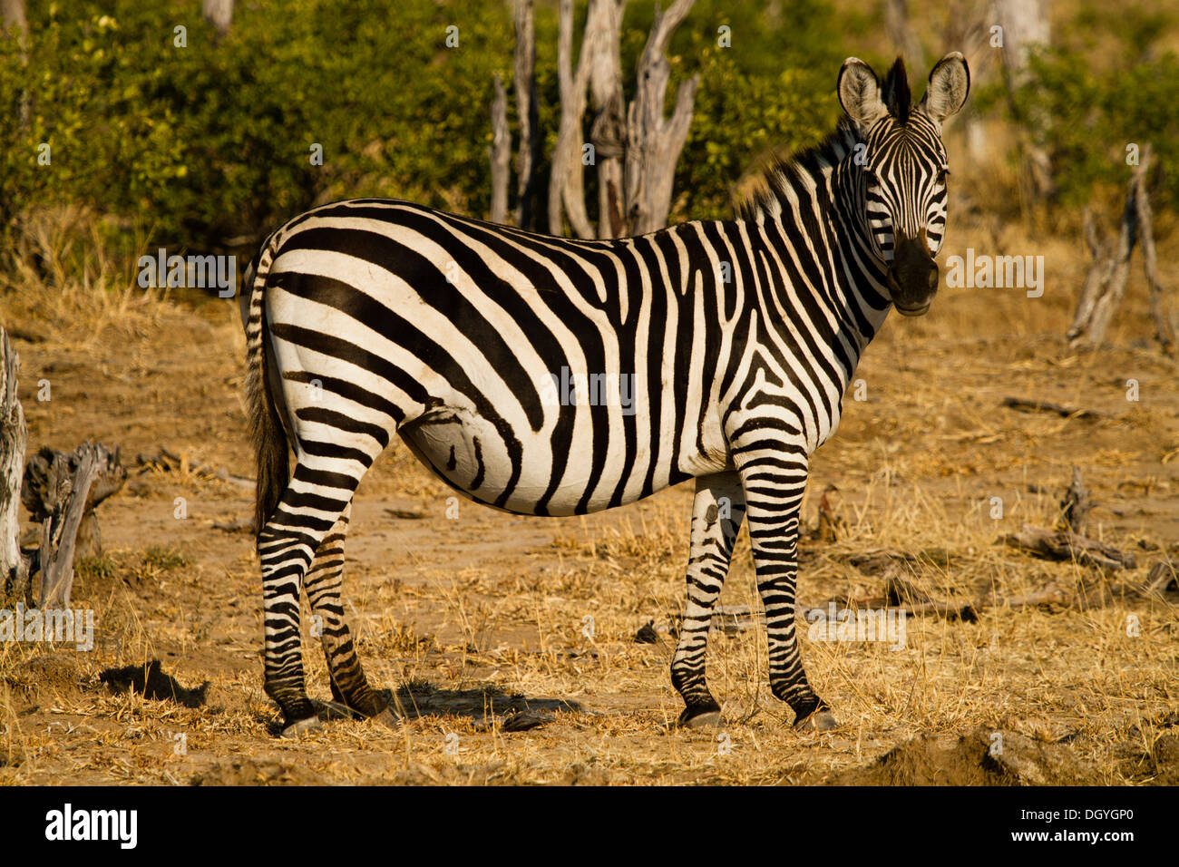 Burchell's zebra (Equus burchellii), Mana Pools National Park, Zimbabwe, Africa Stock Photo