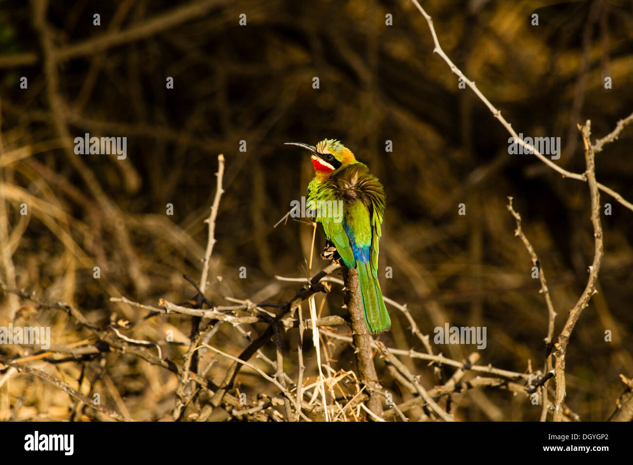 Little bee-eater (Merops pusillus), Gonarezhou National Park, Zimbabwe, Africa Stock Photo