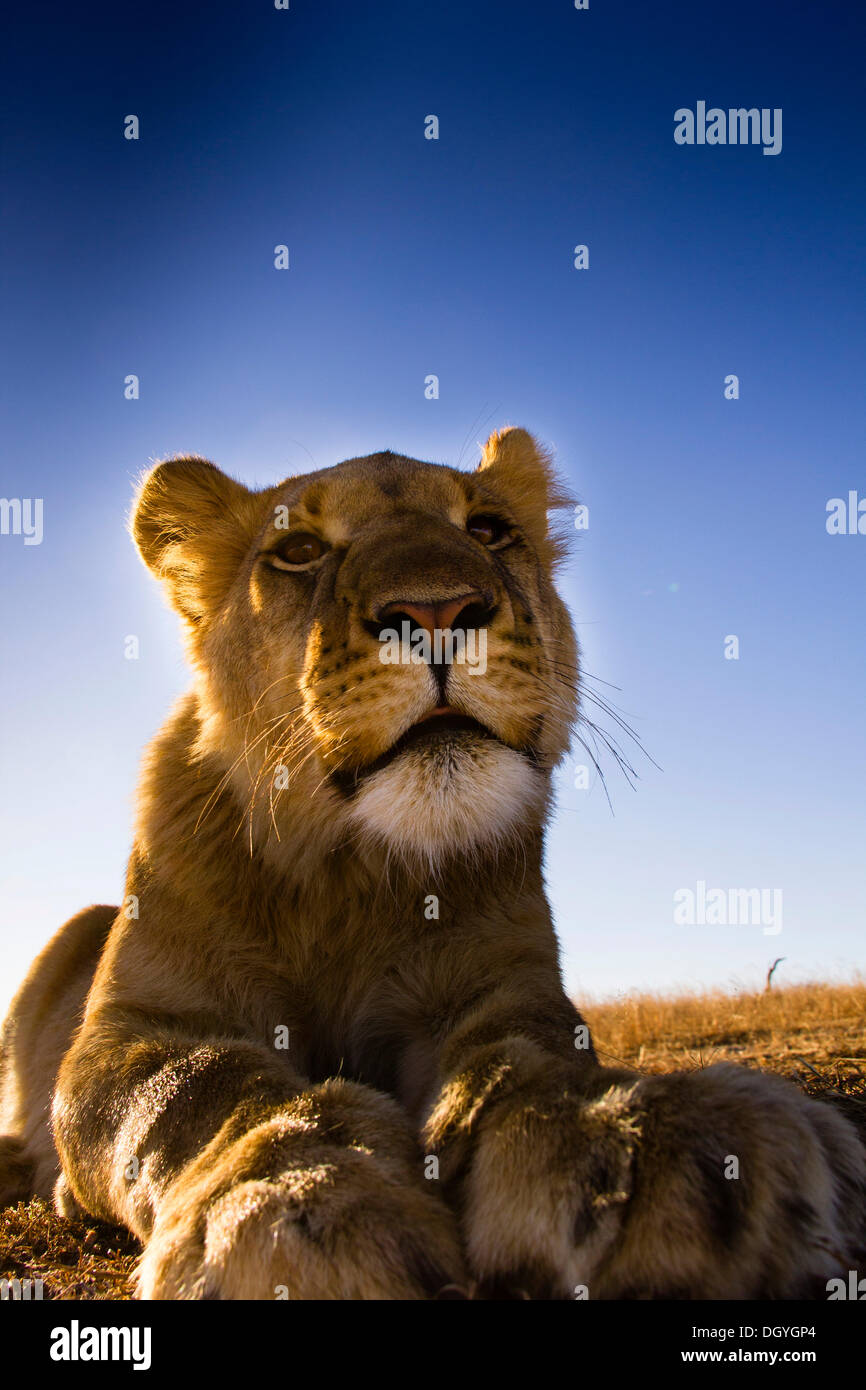Lion (Panthera leo), Antelope Park, near Gweru, Zimbabwe, Africa Stock Photo