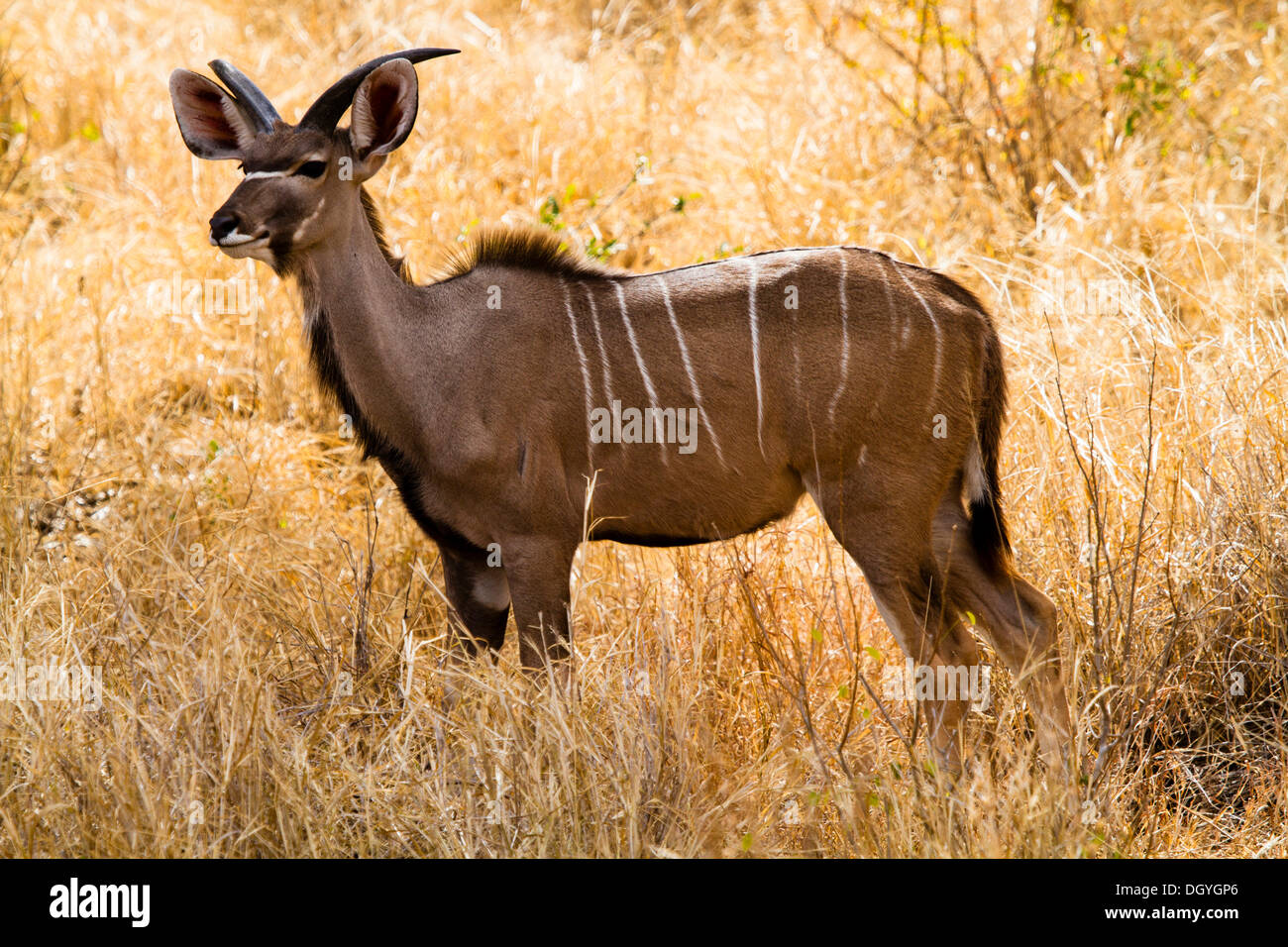 Kudu (Tragelaphus strepsiceros), Gonarezhou National Park, Zimbabwe, Africa Stock Photo