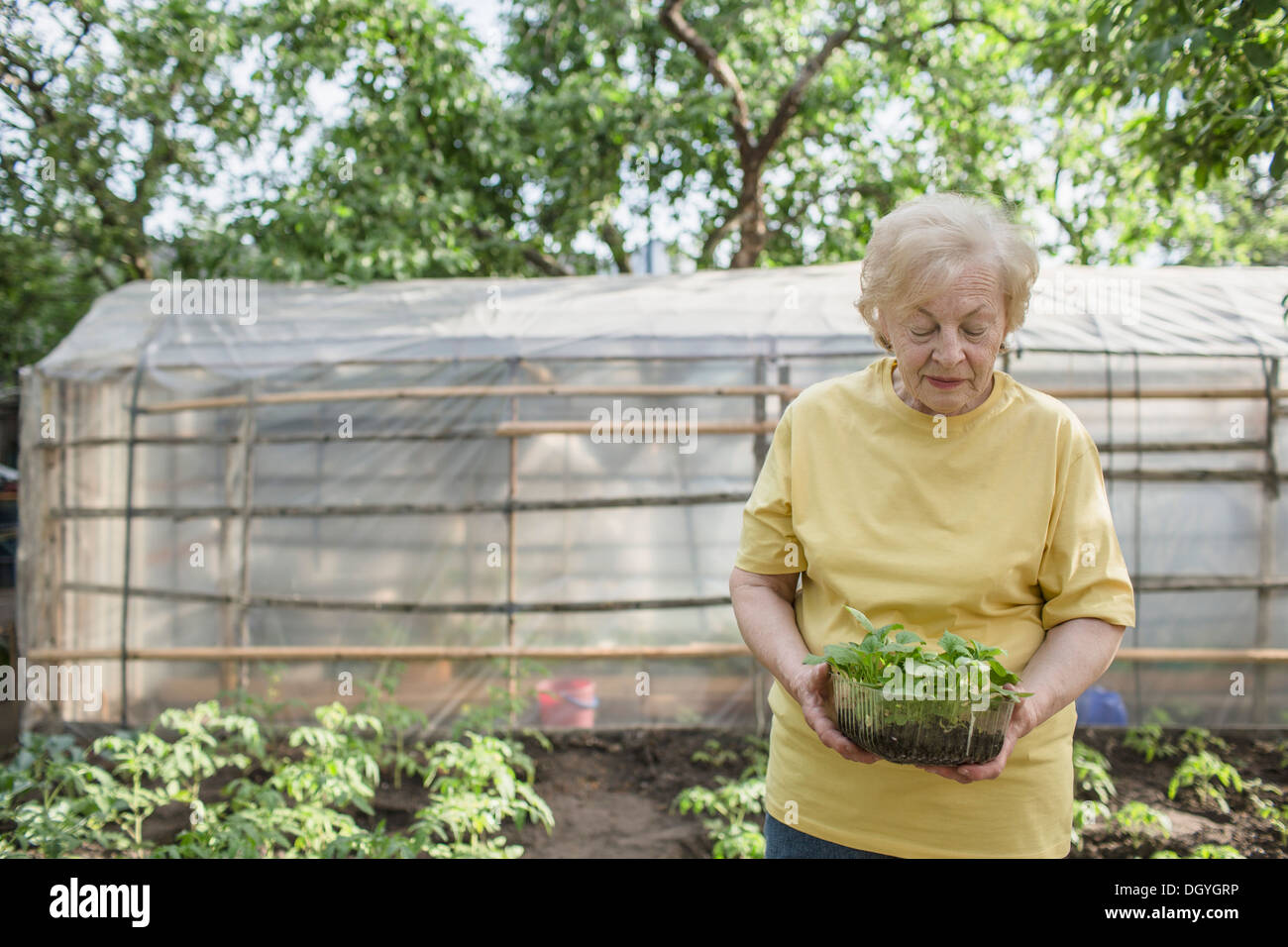 A senior woman gardening, greenhouse in background Stock Photo