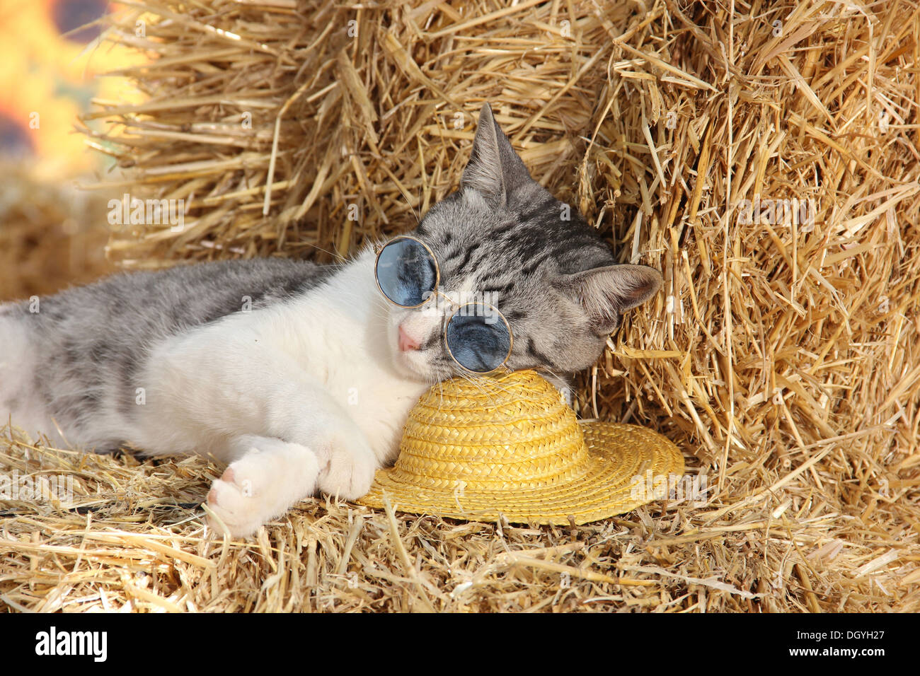 https://c8.alamy.com/comp/DGYH27/domestic-cat-kitten-75-days-old-with-sunglasses-sleeping-on-a-hat-DGYH27.jpg