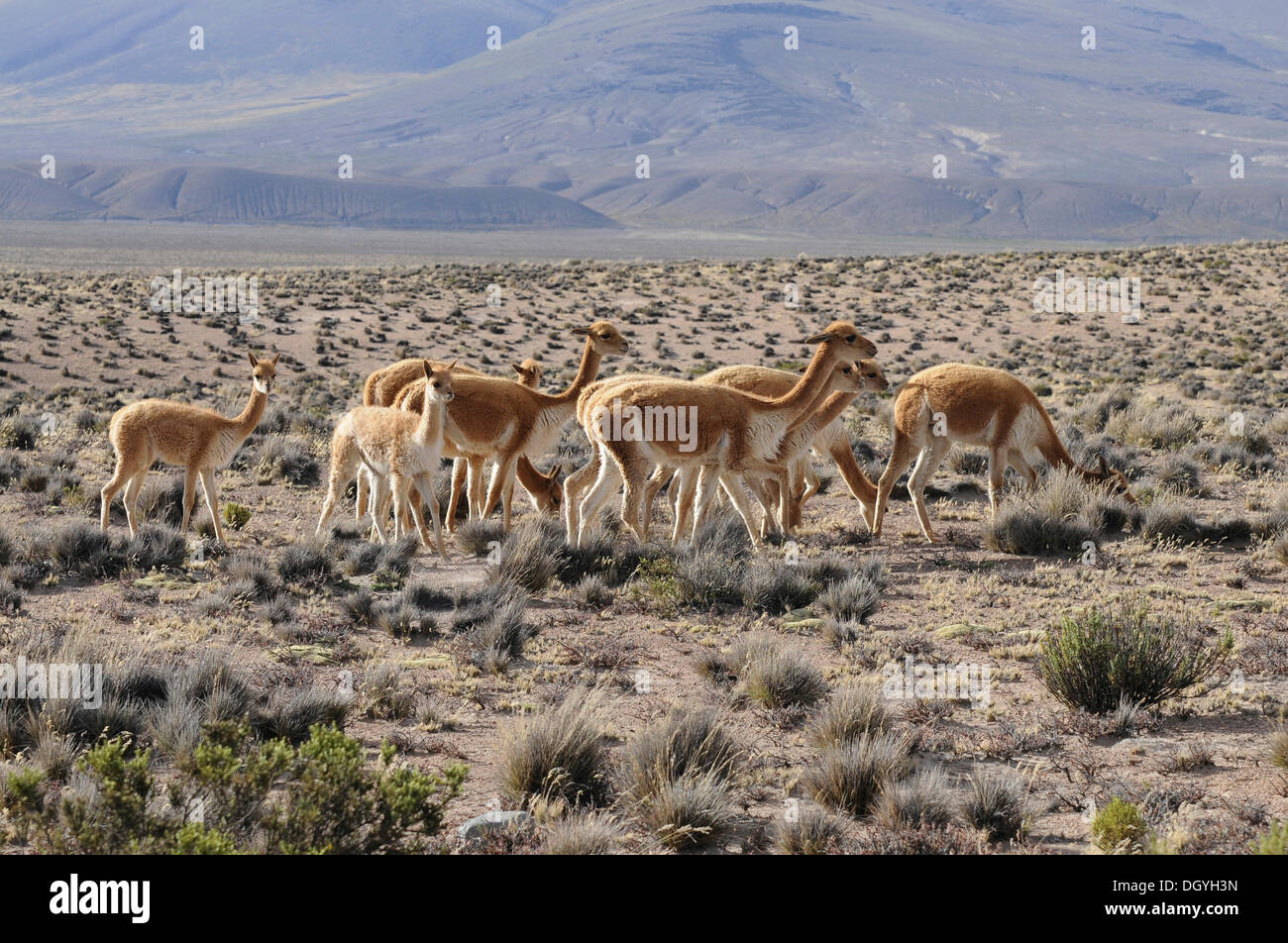 Vicuña herd (Vicugna vicugna), Salinas y Aquada Blancas National Park, Peru, South America, Latin America Stock Photo
