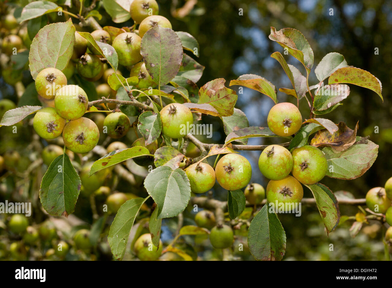 Crab apple, Malus sylvestris in fruit, early autumn. New Forest. Stock Photo