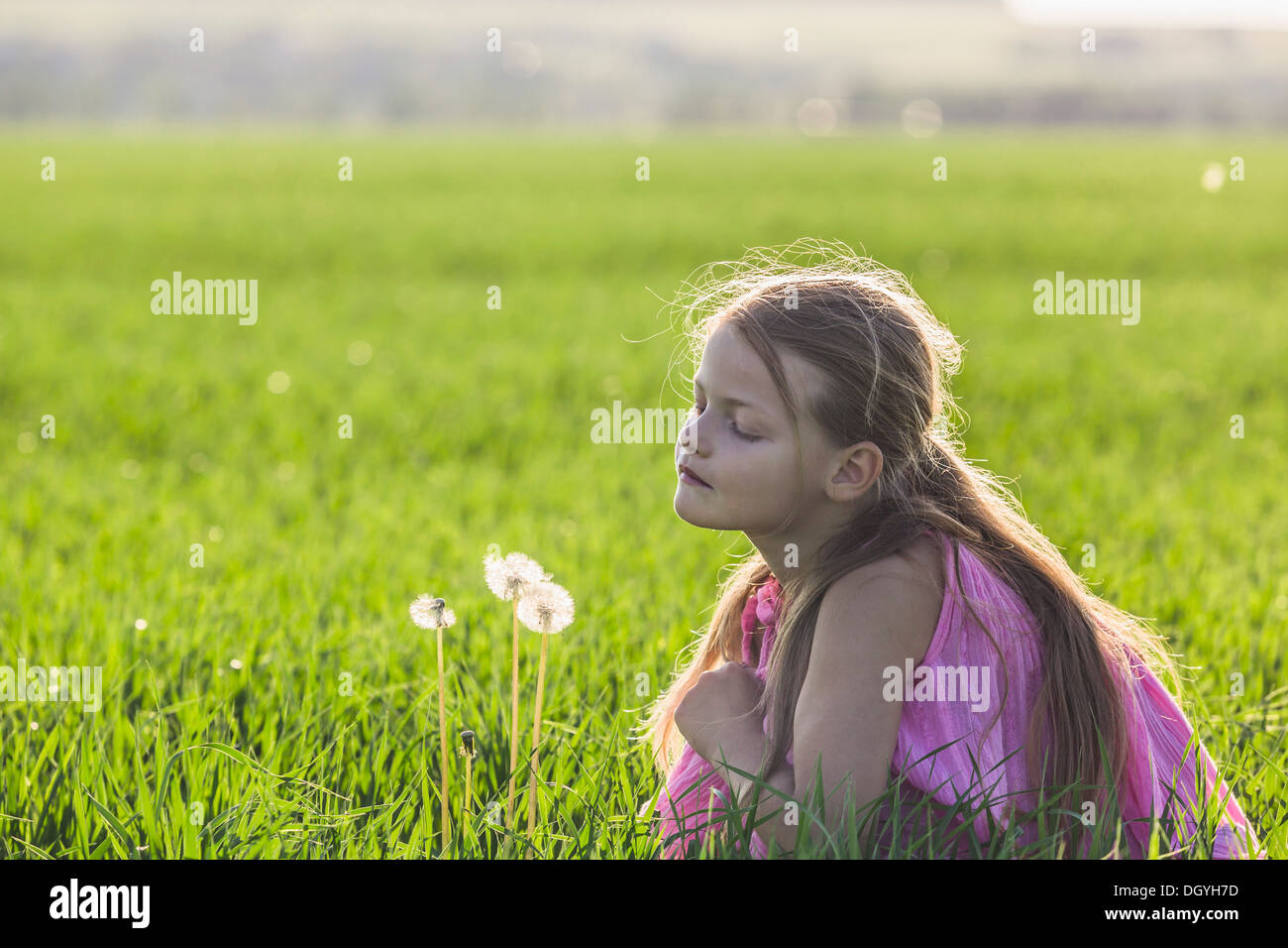 A young girl kneeling down to look curiously at a dandelion in a field Stock Photo
