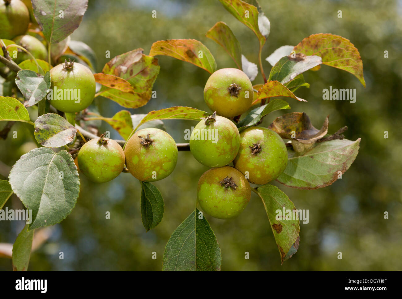Crab apple, Malus sylvestris in fruit, early autumn. New Forest. Stock Photo