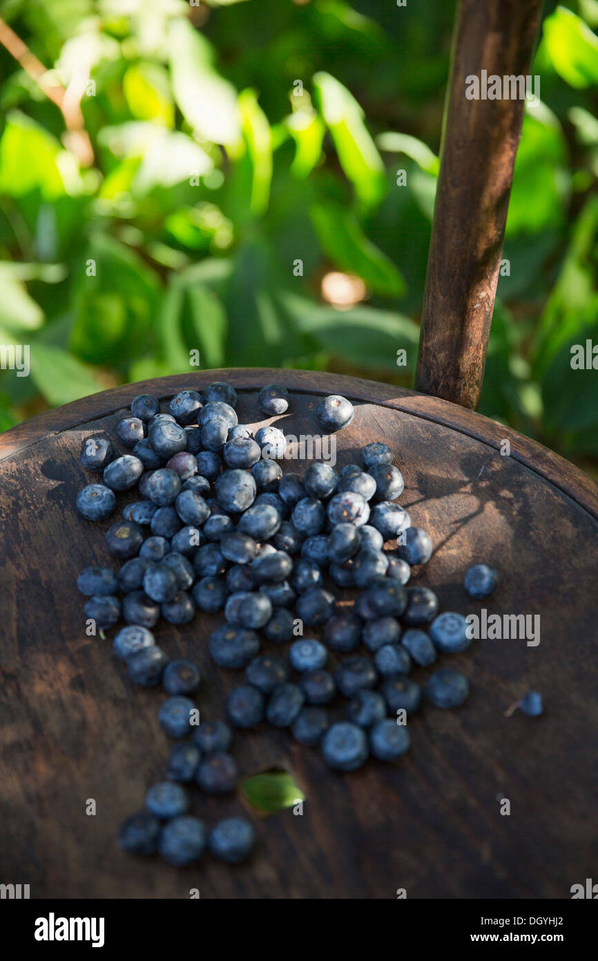 A pile of ripe blueberries in dappled sunlight Stock Photo Alamy