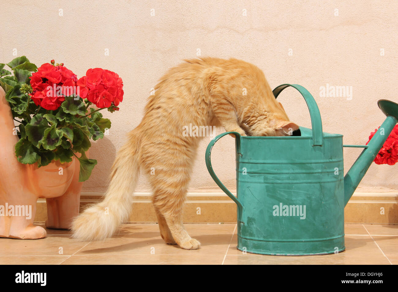 Domestic Cat. Red tabby kitten investigating a green watering can Stock ...