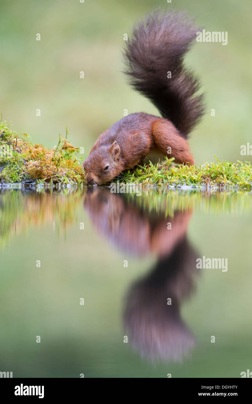 Red Squirrel (Sciurus vulgaris) drinking at waters edge creating reflected image. Yorkshire Dales, North Yorkshire, England, UK. Stock Photo
