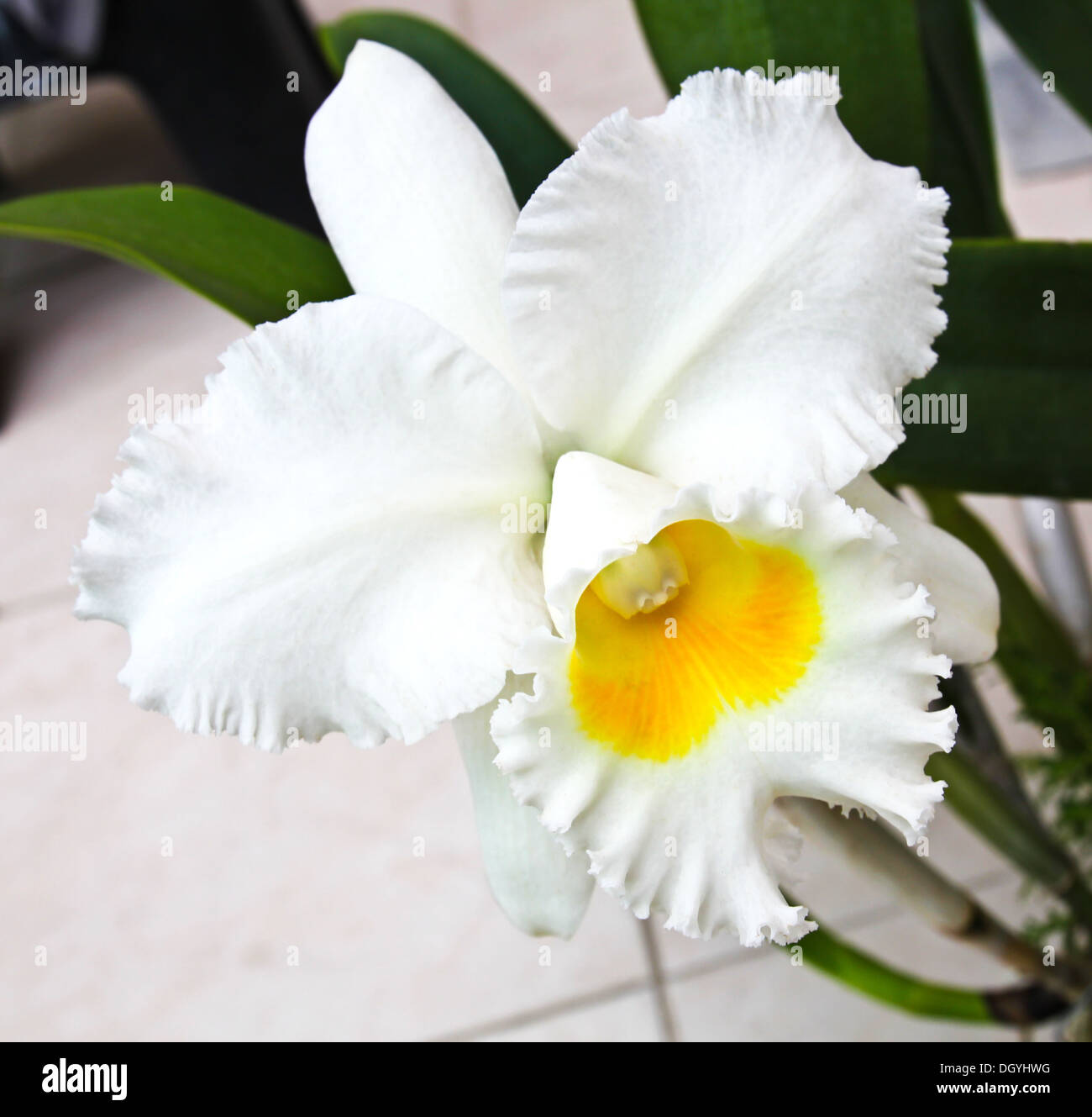 White Cattleya orchid Stock Photo