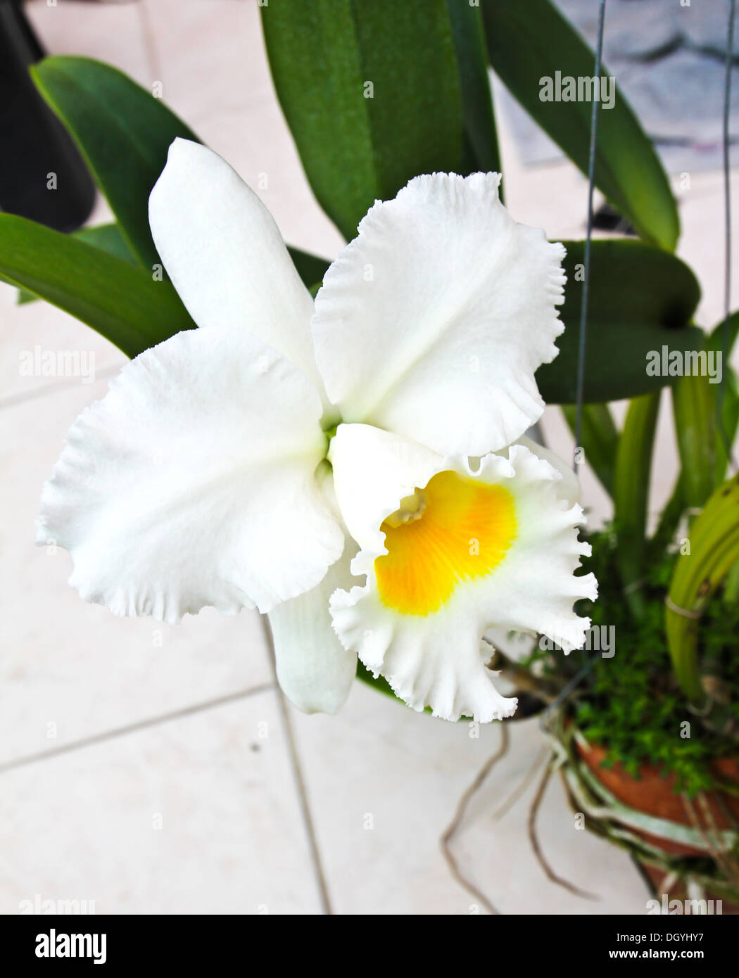 White Cattleya orchid Stock Photo
