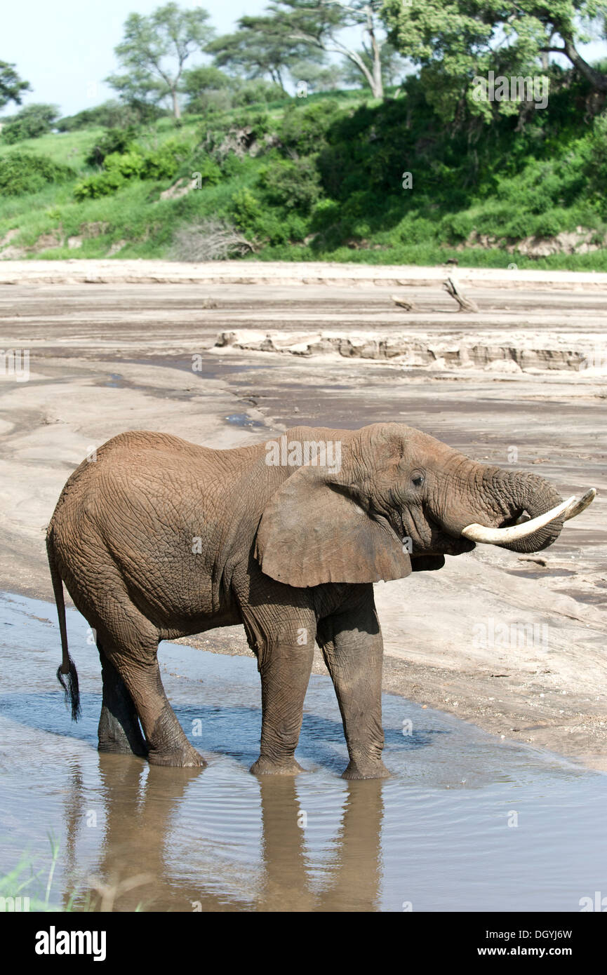 African elephant (Loxodonta africana) drinking from a river in Tarangire National Park, Tanzania Stock Photo
