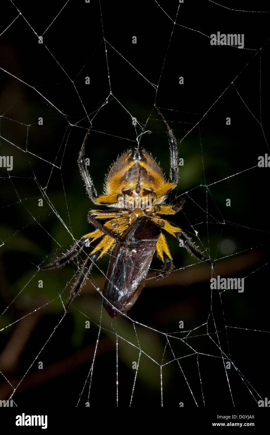 Female Orb-weaver spider with prey Stock Photo