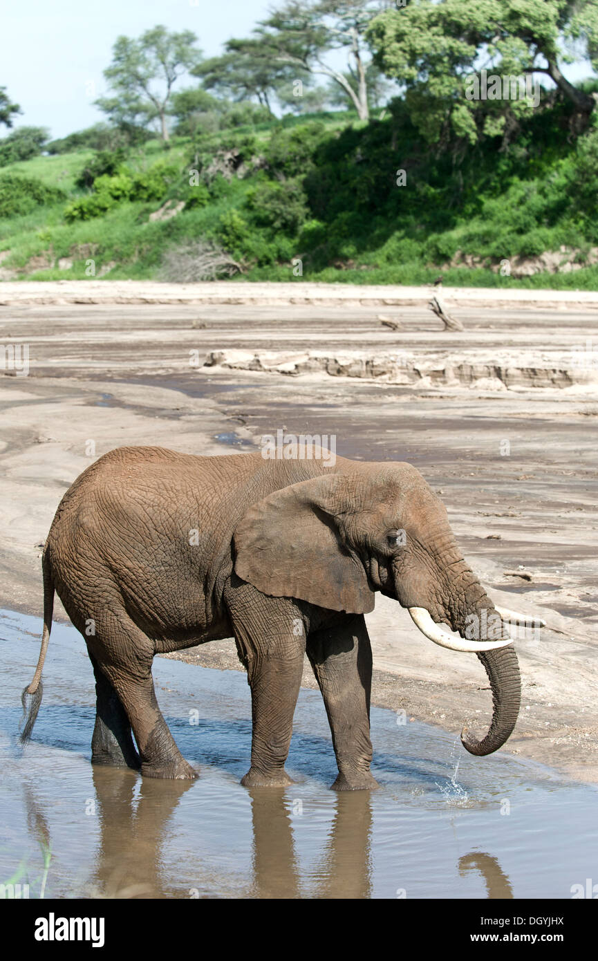 African elephant (Loxodonta africana) drinking from a river in Tarangire National Park, Tanzania Stock Photo
