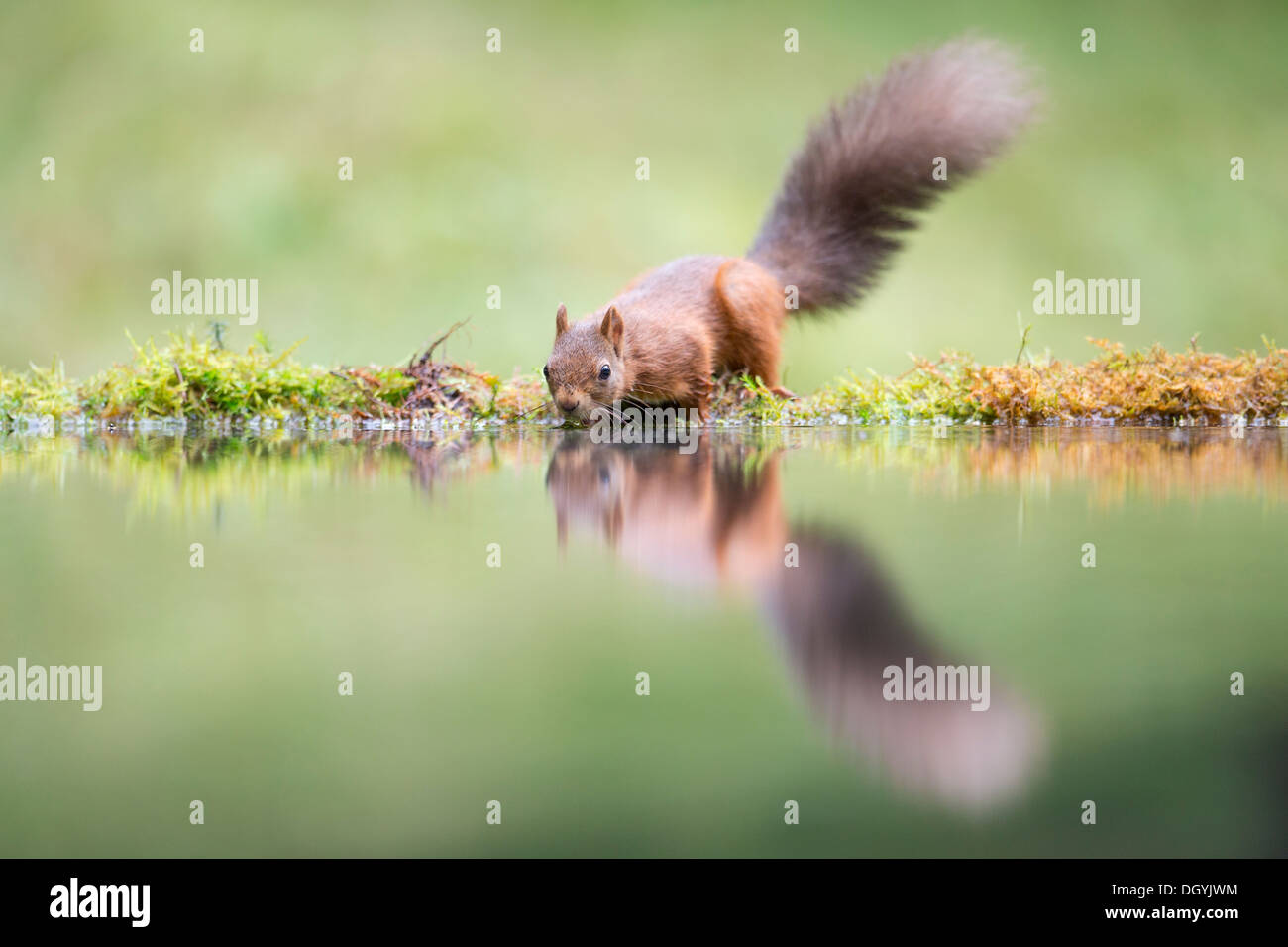 Red Squirrel (Sciurus vulgaris) drinking at waters edge creating reflected image. Yorkshire Dales, North Yorkshire, England, UK. Stock Photo
