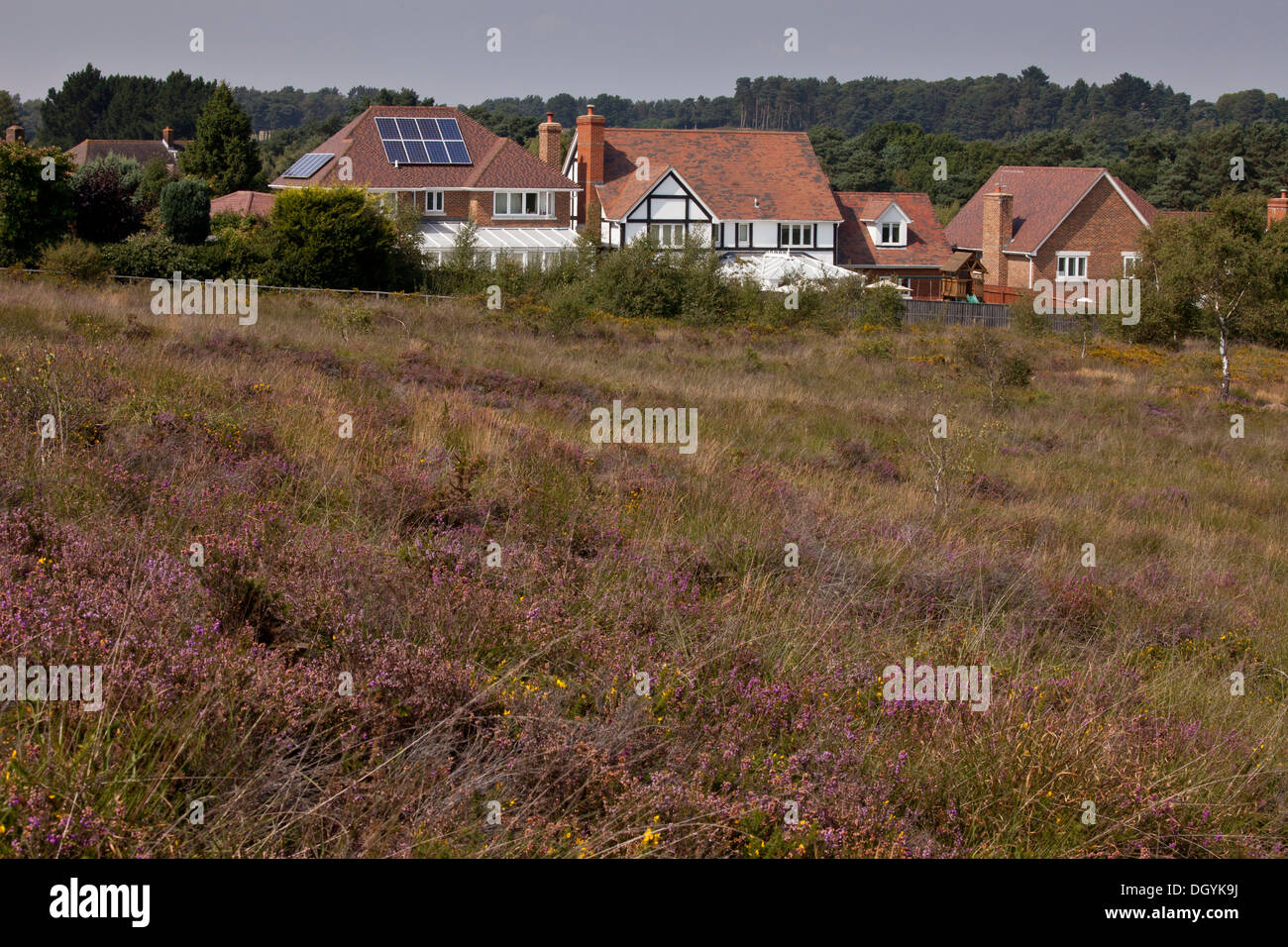 Housing development along the edge of internationally-important heathland, Dunyeats Hill, Poole Basin, Dorset. Stock Photo